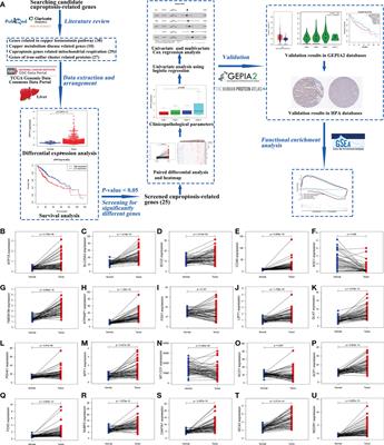 The expression of cuproptosis-related genes in hepatocellular carcinoma and their relationships with prognosis